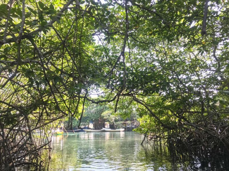 Nusa Lembongan Mangrove & Island Tour - The Details You Need to Know