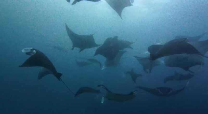 Nusa Lembongan: Scuba Diving Trip with Manta Ray and Sunfish - An In-Depth Look at the Experience