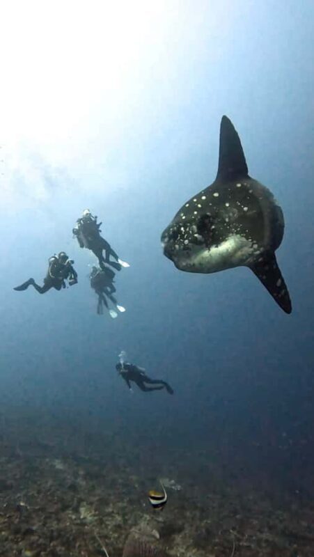 Nusa Lembongan: Scuba Diving Trip with Manta Ray and Sunfish - About SOBER Diving Center and Similar Experiences