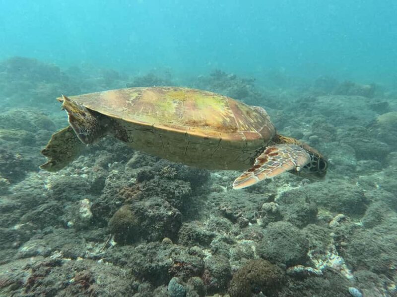 Nusa Lembongan Snorkeling Tour with Traditional Boat - Why This Tour Is a Solid Choice