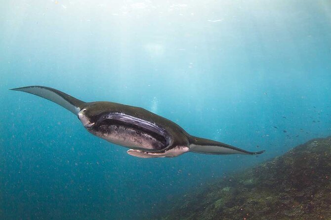 Nusa Penida 3 Fun Dives Boat Trip (For Certified Divers) - Underwater Wildlife Encounters
