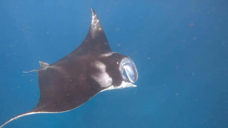 Nusa Penida: 3-Spot Snorkeling Experience & West Island Tour - Exploring the Nusa Penida: 3-Spot Snorkeling & West Island Tour