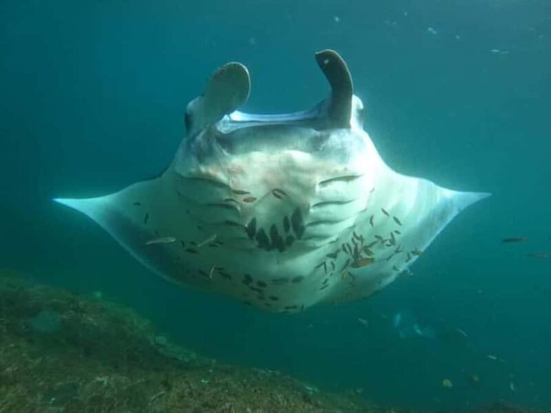 NUSA PENIDA ALL-INCLUSIVE WEST TRIP WITH 3 SPOT SNORKLING - A detailed look at what this tour offers