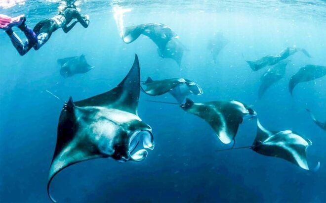 Nusa Penida: Bungee Jumping and Snorkeling Adventure - Inclusions and Exclusions