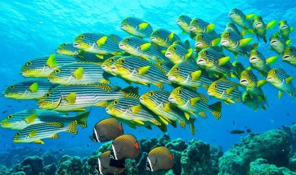 Nusa Penida: Bungee Jumping and Snorkeling Adventure - Best Time to Visit
