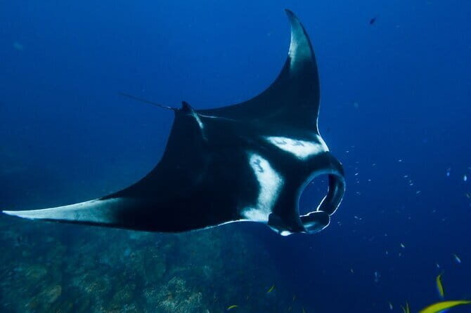 Nusa Penida Day Trip with Snorkeling Package - Good To Know