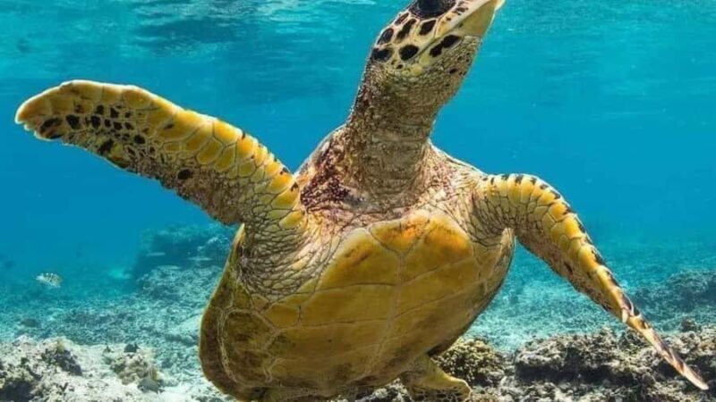 Nusa Penida: East Coast Snorkeling Tour with GoPro - Good To Know