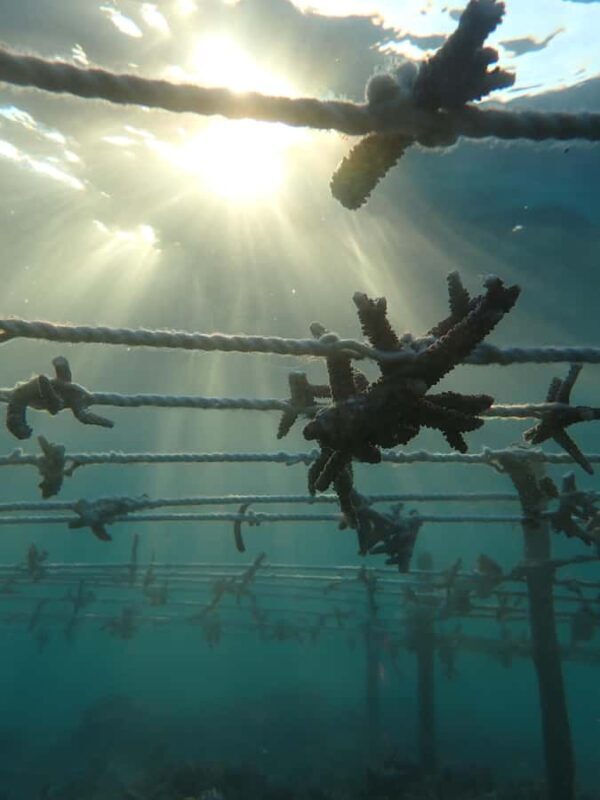 Nusa Penida: Ecotourism, 7-Days of Conservation & Culture - Why This Tour Offers Great Value