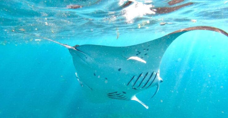 Nusa Penida : Explore the Underwater Beauty With Snorkeling - Top Snorkeling Locations to Explore