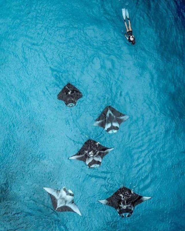 Nusa Penida: Full Day Private Snorkeling With Manta Ray - The Experience in Detail