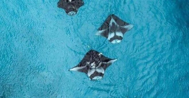 Nusa Penida: Full Day Private Snorkeling With Manta Ray - Customer Ratings and Reviews