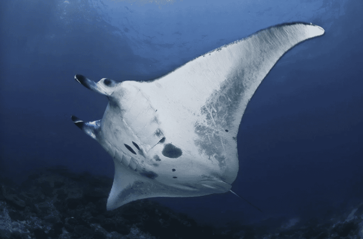 Nusa Penida: Full Day Snorkeling 4 Spots With Private Boat - Detailed Itinerary