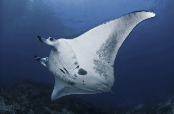 Nusa Penida: Full Day Snorkeling 4 Spots With Private Boat - Important Tour Information