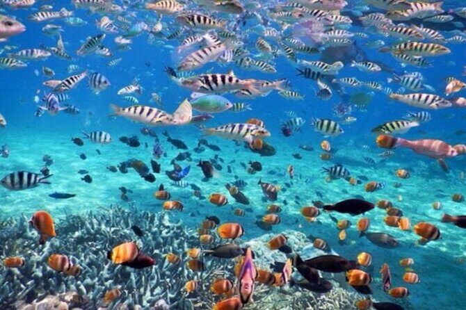 Nusa Penida Island Tour & Snorkeling - All Inclusive from Bali - Authentic Experiences & Tips from Reviewers