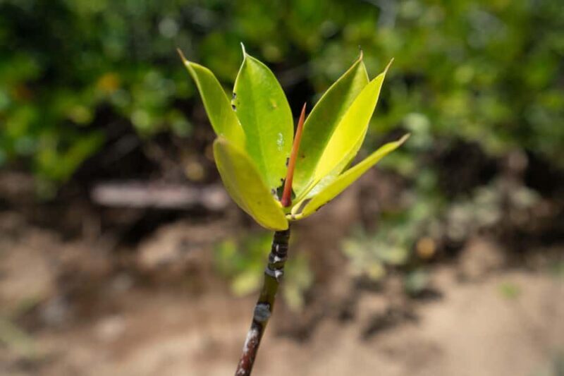 Nusa Penida/Lembongan: Mangrove Reforestation & Kanoe Tour - FAQs