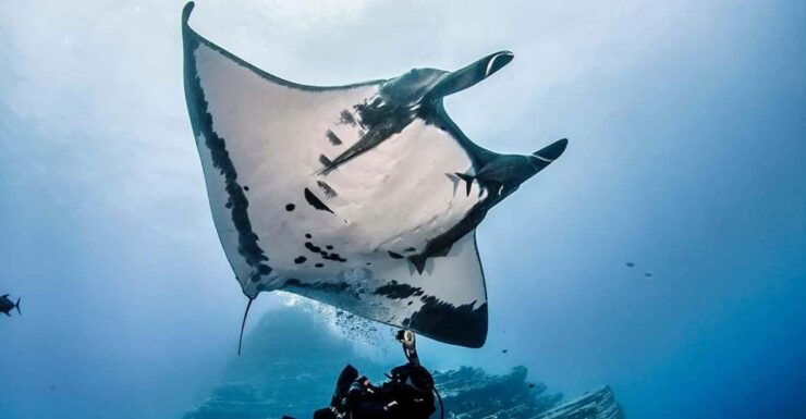Nusa Penida: Manta Point Snorkeling Tour - Key Points