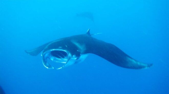 Nusa Penida: Manta Point Snorkeling Tour - Highlights of the Experience