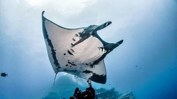 Nusa Penida: Manta Point Snorkeling Tour - Booking and Cancellation Policy