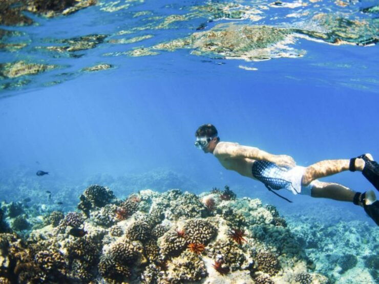Nusa Penida Manta Ray Encounter: Bali's Ultimate Snorkeling - Snorkeling With Manta Rays