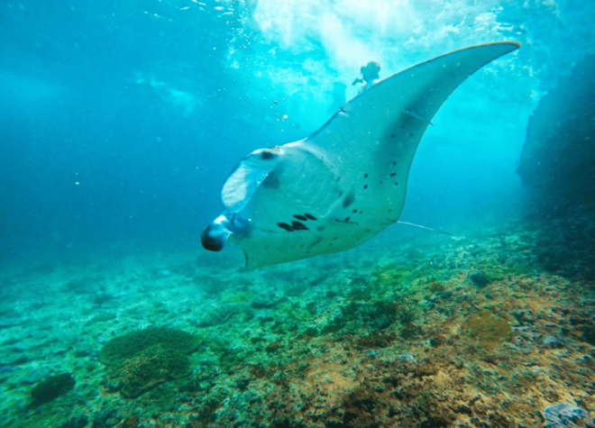 Nusa Penida & Nusa Lembongan Snorkeling + Island Day Tour - Participant Guidelines