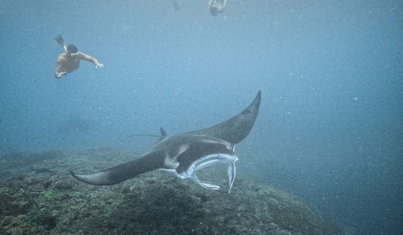 Nusa Penida Premium Snorkeling & Sightseeing Tour - Is $164.49 good value?