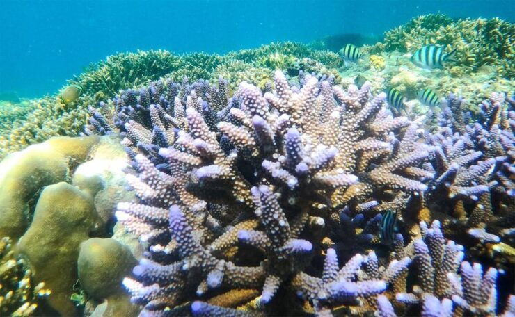 Nusa Penida: Private Manta Bay 5 Spot Snorkeling Trip - Key Points