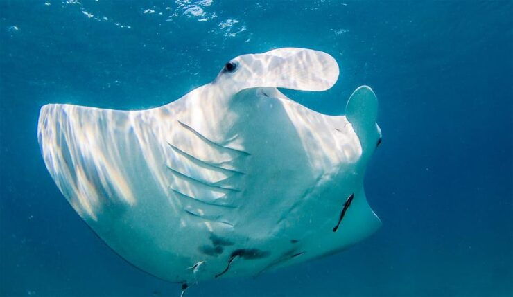 Nusa Penida: Private Manta Bay 5 Spot Snorkeling Trip - Itinerary Details