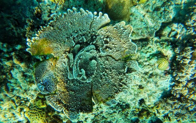 Nusa Penida: Private Manta Bay 5 Spot Snorkeling Trip - What to Expect