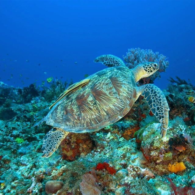 Nusa Penida: Private Snorkeling Boat Trip With Manta Rays - Review Summary