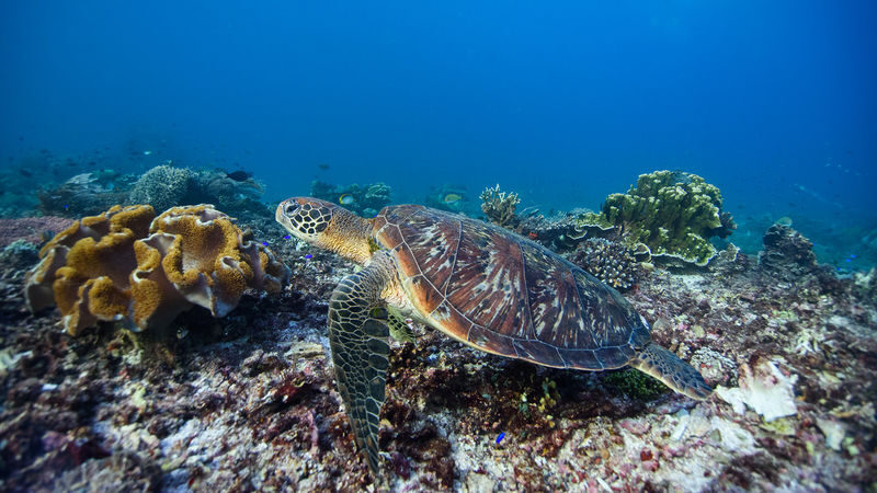 Nusa Penida Private Snorkeling Tour by Premium Speedboat - Is $172.35 a fair price?