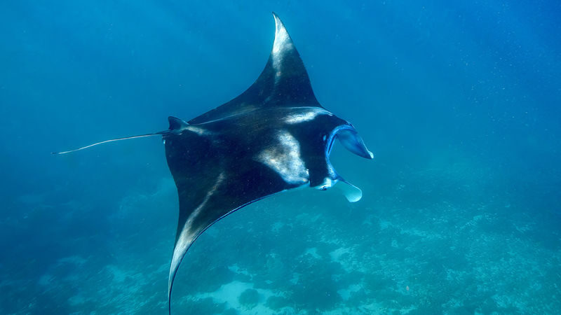 Nusa Penida Private Snorkeling Tour by Premium Speedboat - Should you book this Nusa Penida tour?