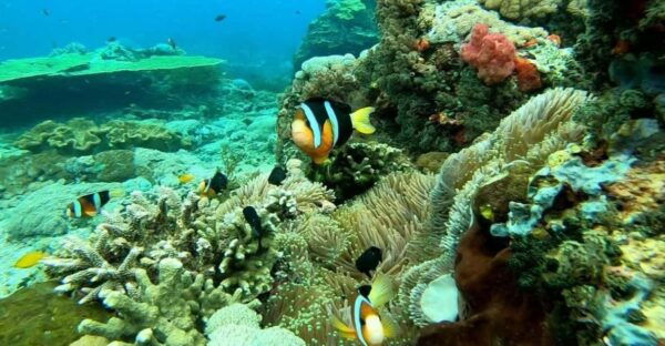 Nusa Penida: Private West Tour and Snorkeling With Manta Ray - Questions You May Have