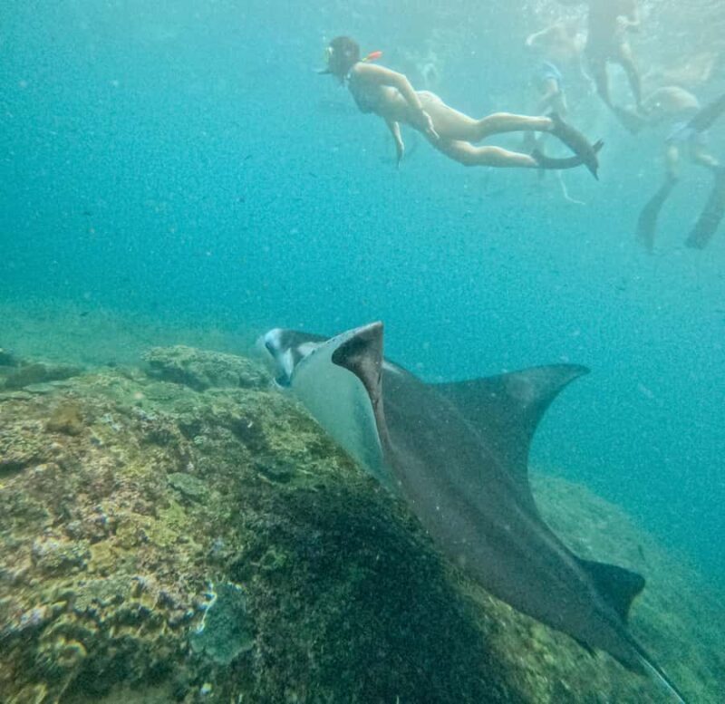 Nusa Penida: Snorkel 3 Spots w/ GoPro & Mangrove Paddle Tour - The Sum Up