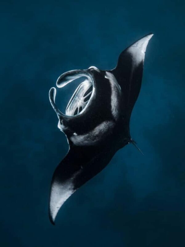 Nusa Penida: Snorkel 3 Spots w/ GoPro & Mangrove Paddle Tour - Good To Know