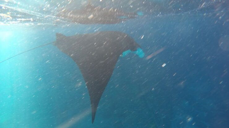 Nusa Penida: Snorkeling 3 Spots With Manta Options - Encounter Majestic Mantas
