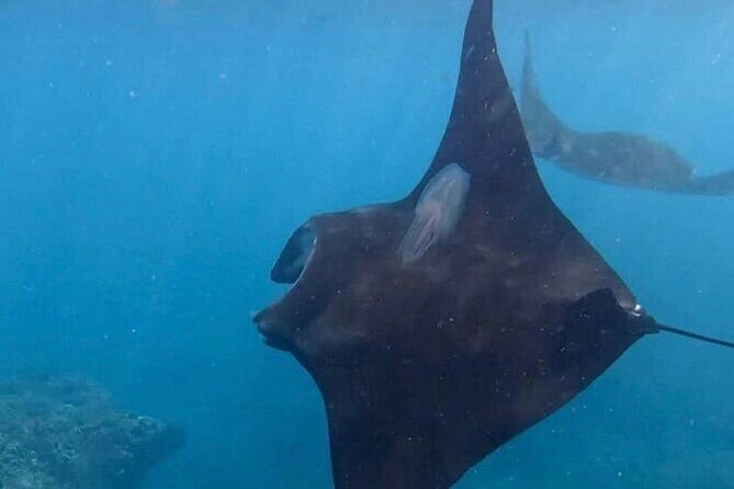 Nusa Penida Snorkeling: Manta Point & Island Day Trip - Authentic Traveler Insights from Reviews