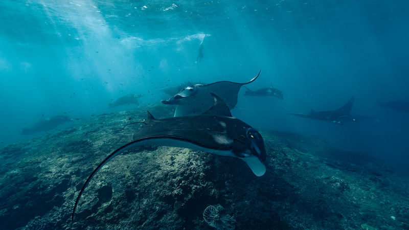 Nusa Penida Snorkeling & Sightseeing Shared Tour by Premium Speedboat - What the $99.39 starting price gets you