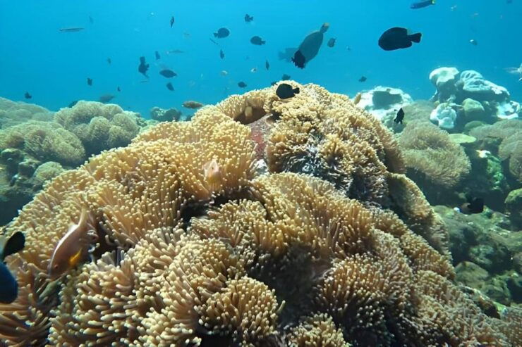 Nusa Penida: Snorkeling Tour With Hotel Transfer From Bali - Snorkeling Highlights