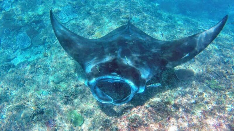 Nusa Penida: Snorkeling Tour with Manta Rays and Turtles - Good To Know