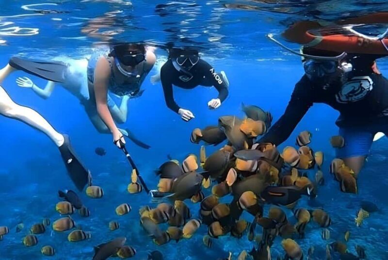 Nusa Penida: Snorkeling Tour with Manta Rays and Turtles - Pricing & Value