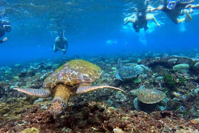 Nusa Penida: Snorkeling Tour with Manta Rays and Turtles - Frequently Asked Questions