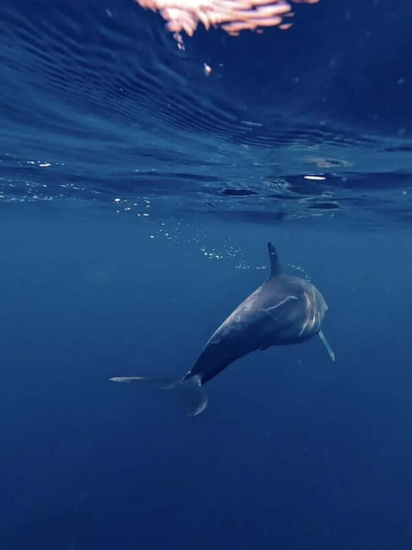 Nusa Penida: Snorkeling Tour with Manta Rays and Turtles - The Sum Up