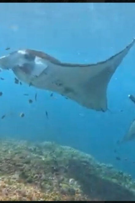 NUSA PENIDA :Snorkling Activities to Manta Point - Key Highlights