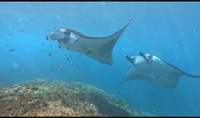 NUSA PENIDA :Snorkling Activities to Manta Point - Snorkeling Experience