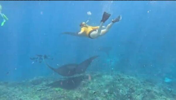 NUSA PENIDA :Snorkling Activities to Manta Point - Questions You May Have
