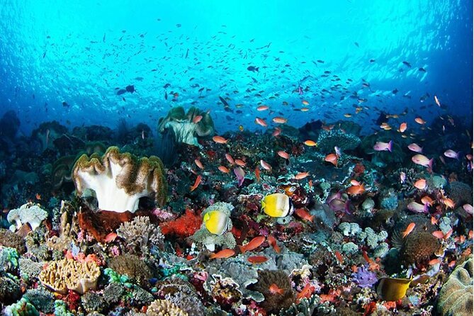 Nusa Penida Snorkling Package - Booking Information for Nusa Penida Snorkeling Package
