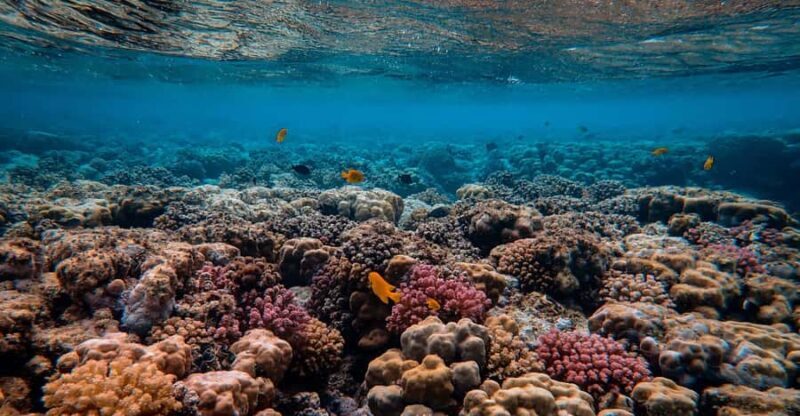 Nusa Penida: Sunset Manta & Crystal Bay Snorkel with Dinner - Exploring the Tour: An In-Depth Look  