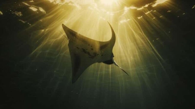 Nusa Penida: Sunset Manta & Crystal Bay Snorkel with Dinner - Final Thoughts: Is This Tour Right for You?  