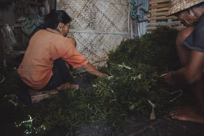 Nusa Penida: Sustainable Seaweed Farming & East Tour - Sustainable Farming Practices