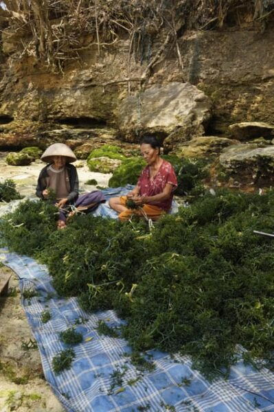 Nusa Penida: Sustainable Seaweed Farming & East Tour - Practical Information